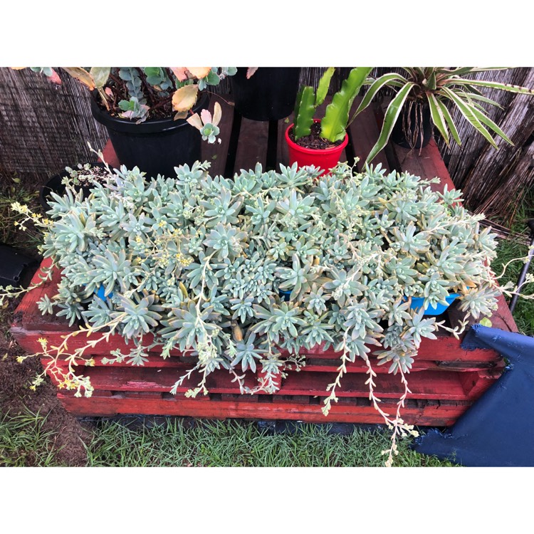 plant image 873539 plant image 873539