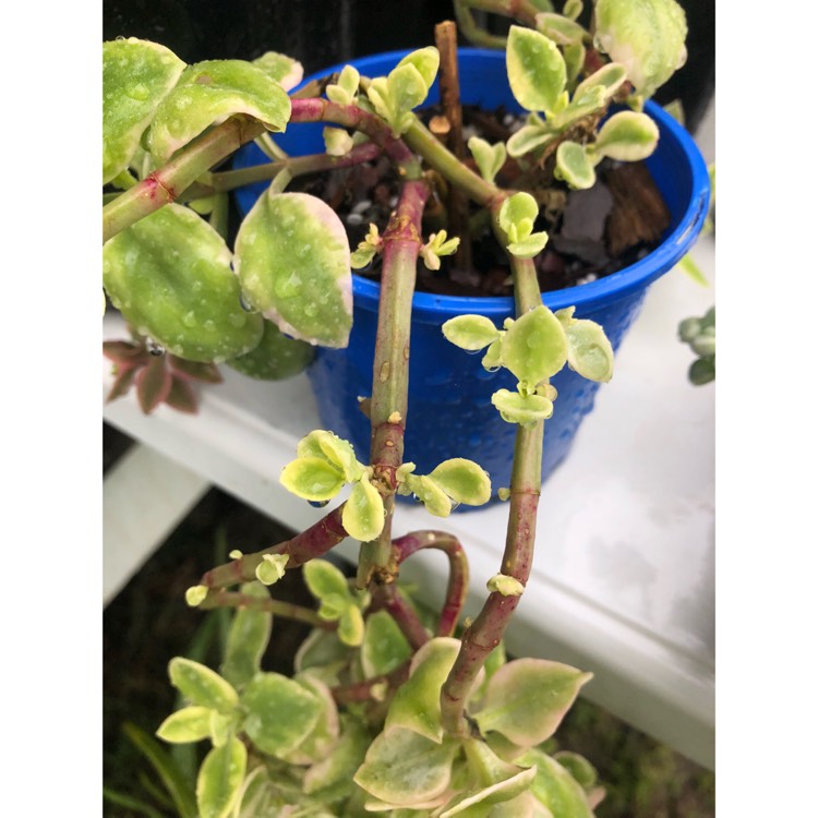 plant image 873548