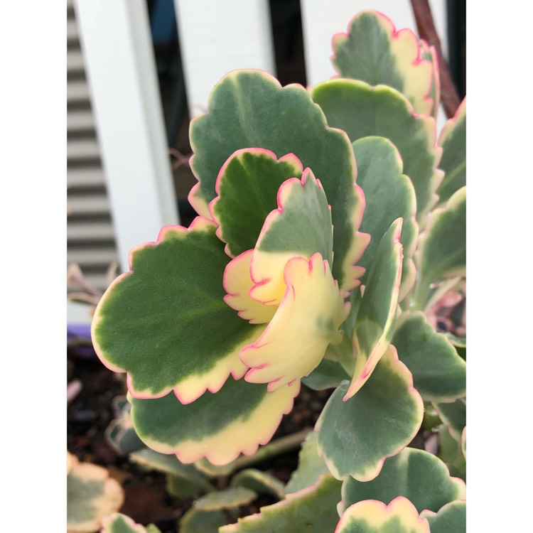 plant image 873553 plant image 873553