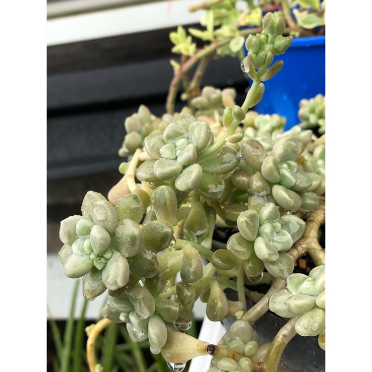 plant image 873555 plant image 873555