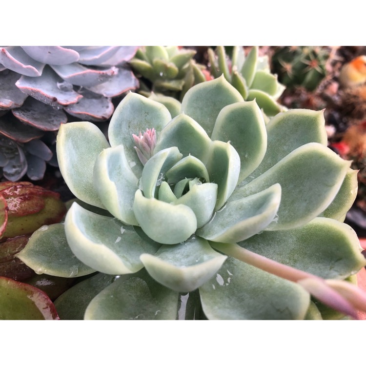plant image 873566 plant image 873566