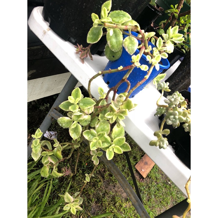 plant image 873569