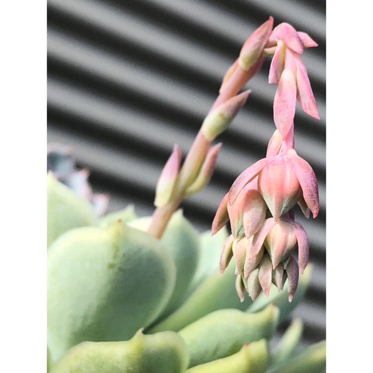 plant image 873588 plant image 873588