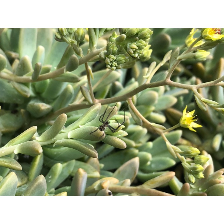 plant image 874083 plant image 874083