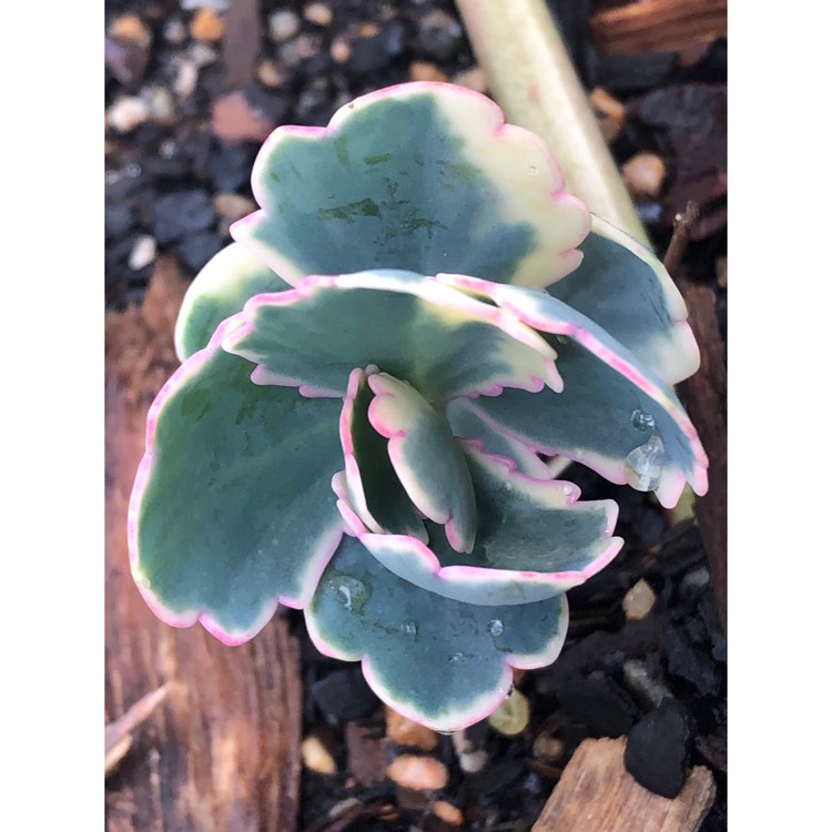 plant image 874086 plant image 874086