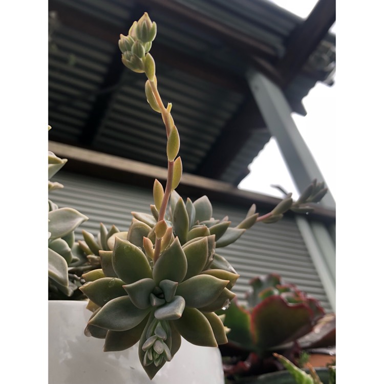plant image 874087