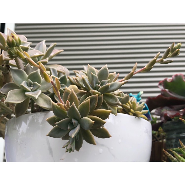 plant image 874092