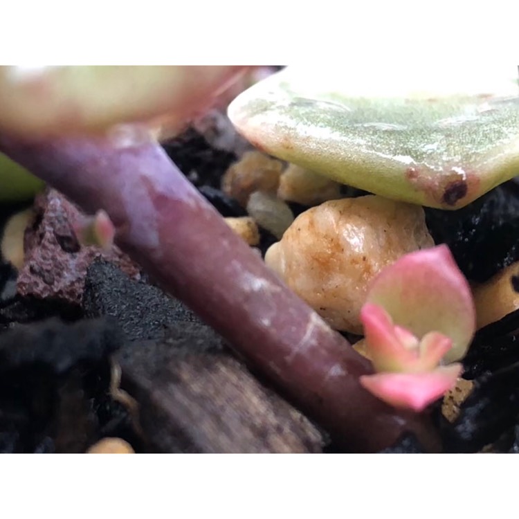 plant image 874093 plant image 874093