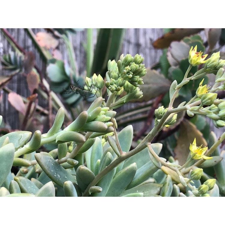plant image 874096 plant image 874096