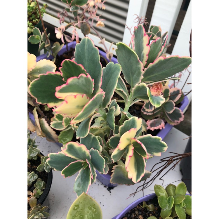 plant image 874099 plant image 874099