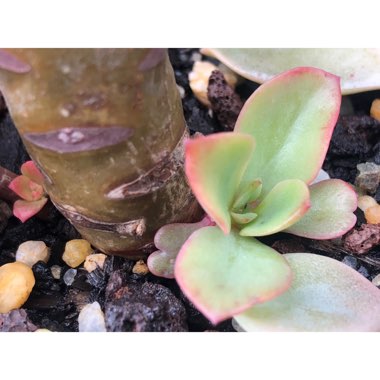 Echeveria Baron Bold