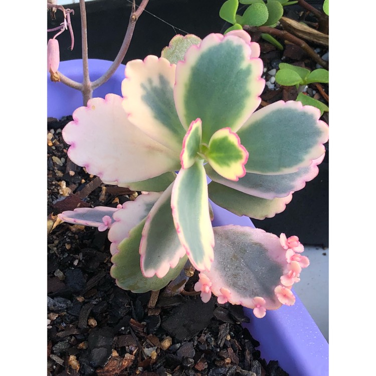 plant image 876257 plant image 876257