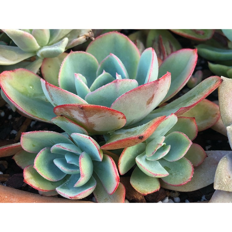 plant image 876263 plant image 876263
