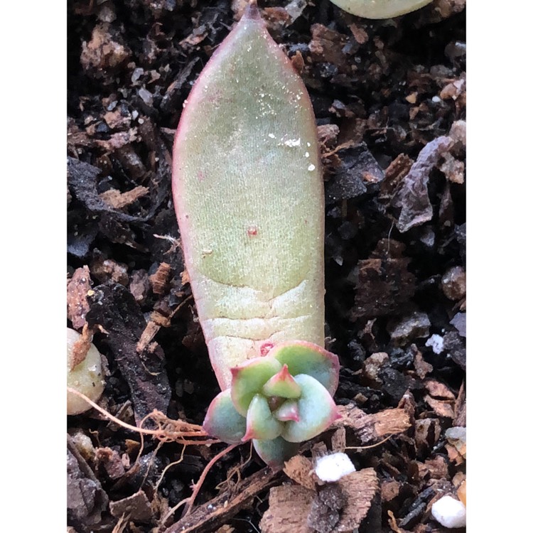 plant image 876292 plant image 876292