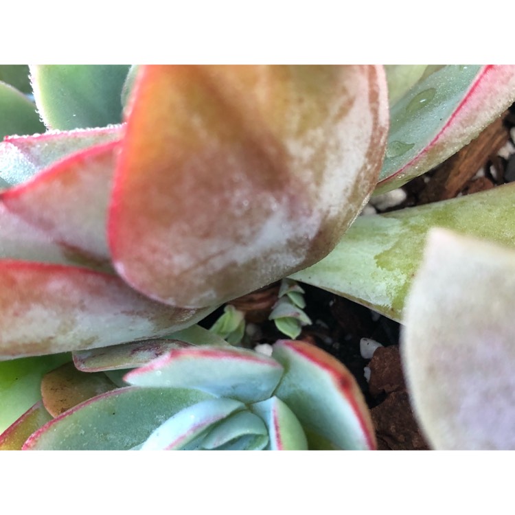 plant image 876299 plant image 876299