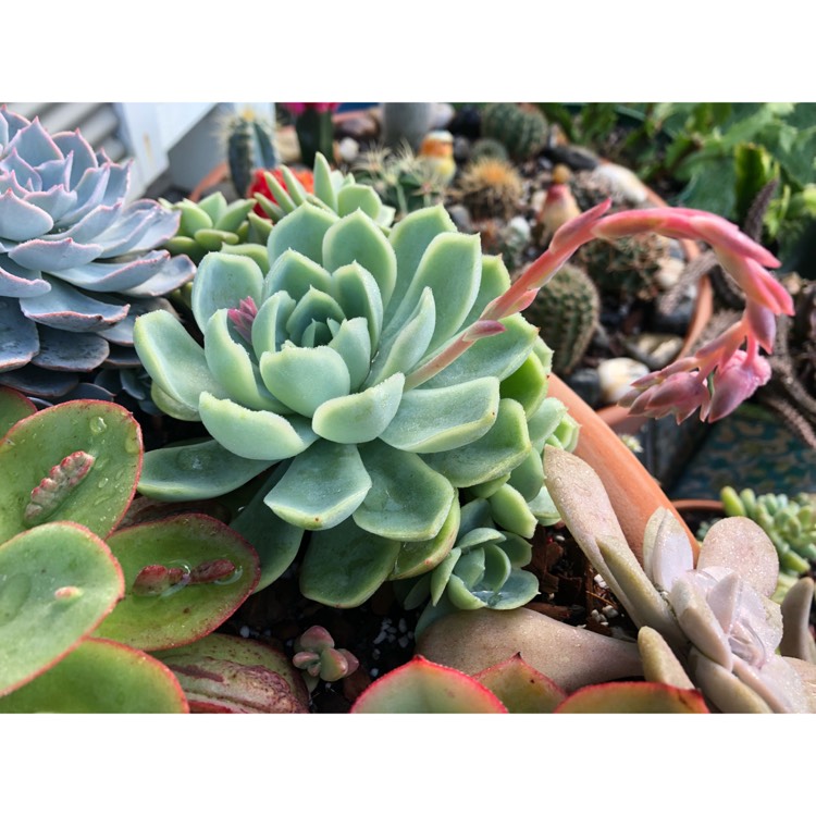 plant image 876301 plant image 876301