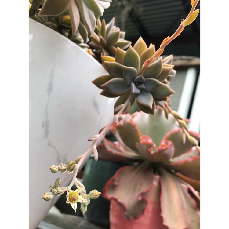 plant image 889406