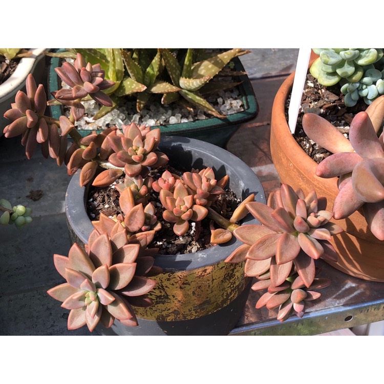 plant image 892548 plant image 892548