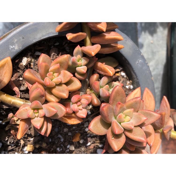 plant image 892549 plant image 892549