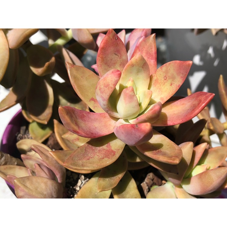 plant image 896263 plant image 896263