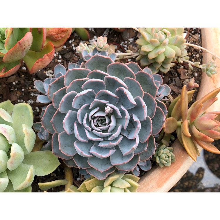 plant image 903522