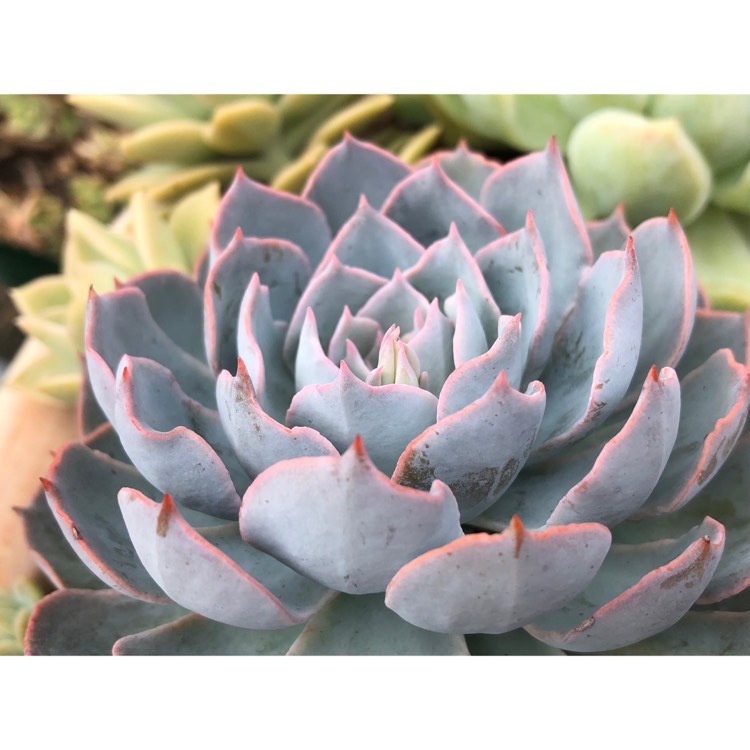 plant image 903526