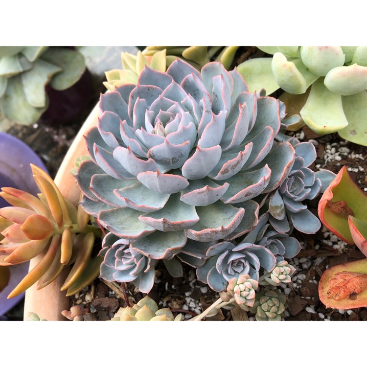 plant image 903527