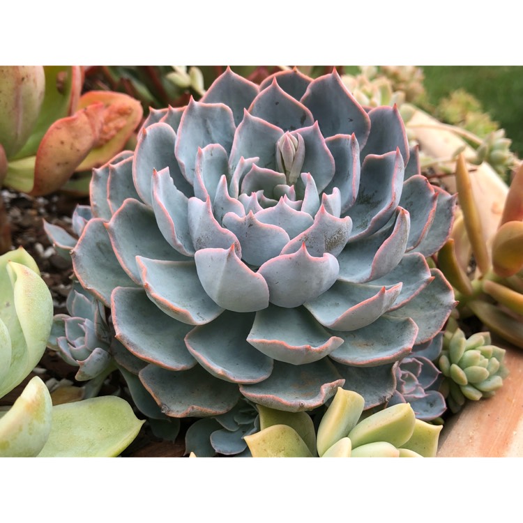 plant image 903528