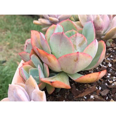 Echeveria Powder Blue