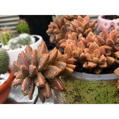 x Graptosedum Bronze
