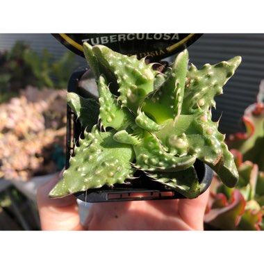 Faucaria tuberculosa