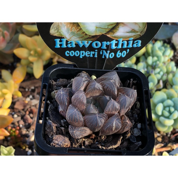 Plant image Haworthia cooperi var ' No 60' 