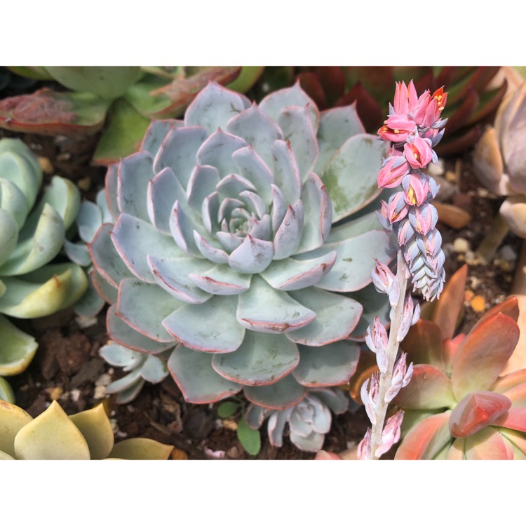 plant image 944648