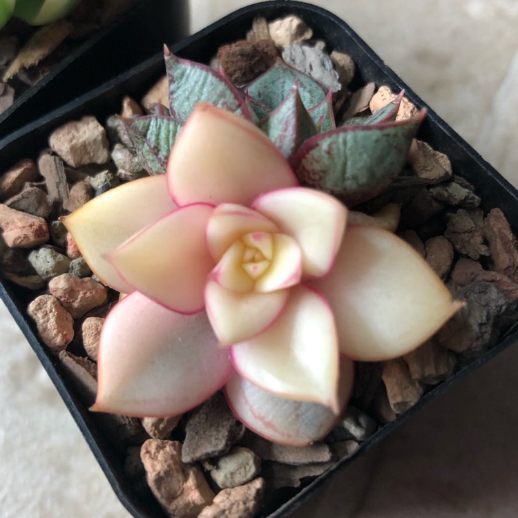 Plant image Echeveria Monocerotis