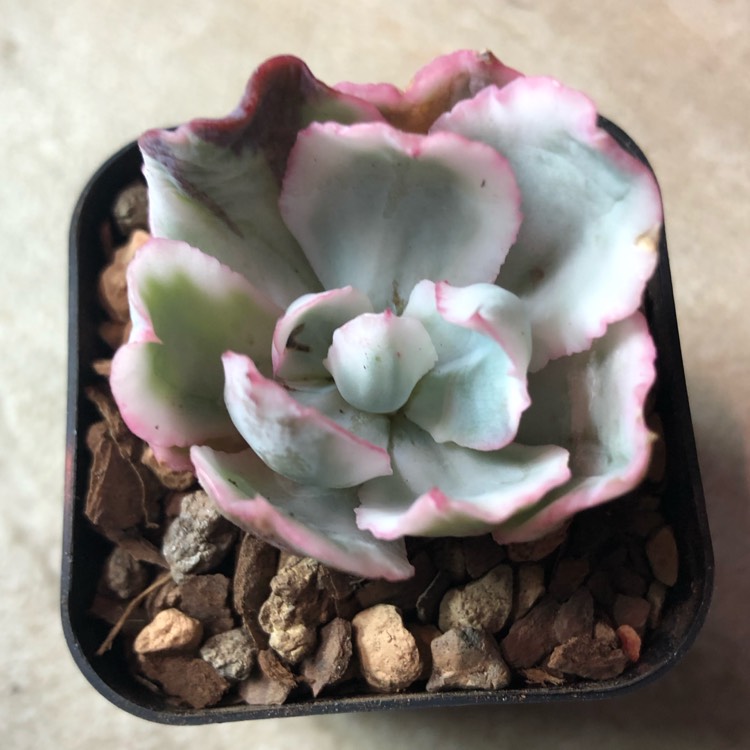 plant image 1061107