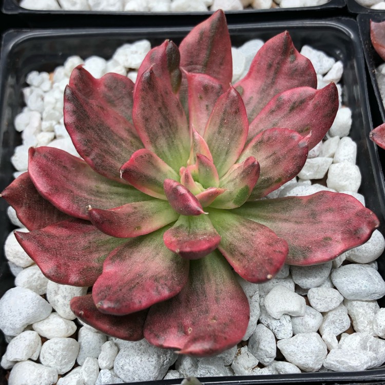 plant image 1061116