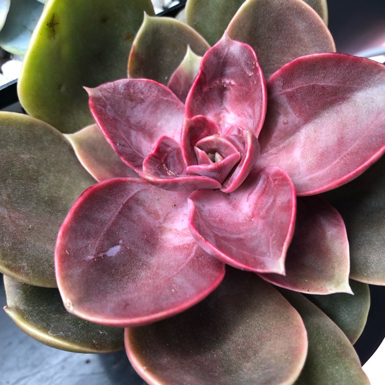 Plant image Echeveria Petra's Pearl