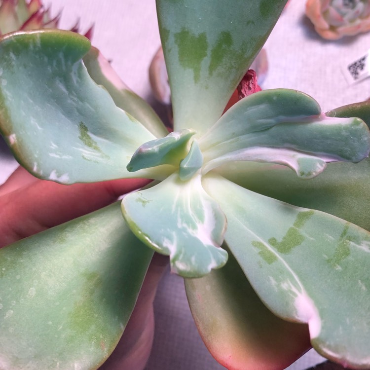 plant image 1061168