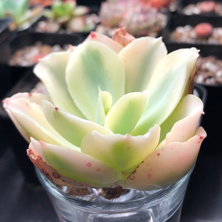 plant image 1061172