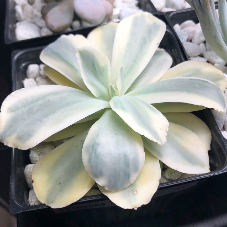 Plant image Echeveria Jippon Moon River