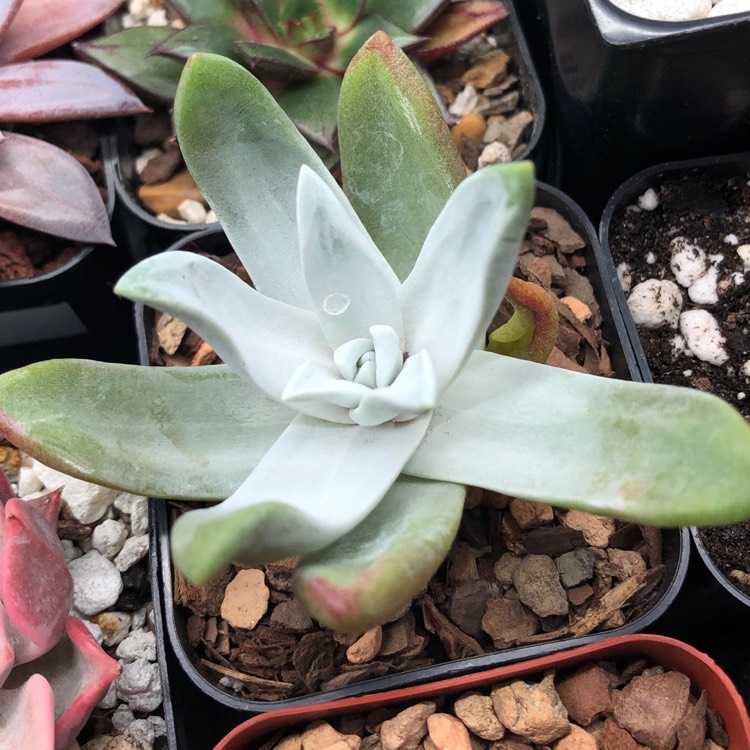 Plant image Dudleya farinosa