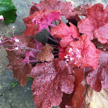 Alumroot 'Fire Alarm'