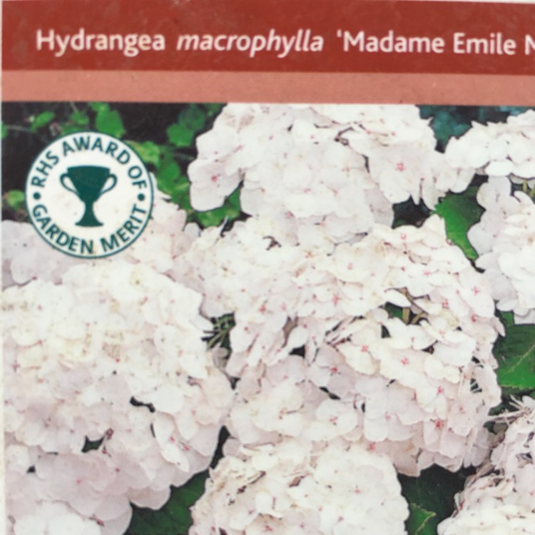 plant image 231720
