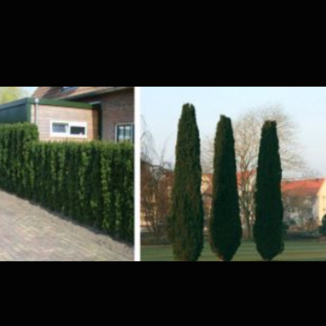 Plant image Taxus baccata 'Fastigiata'