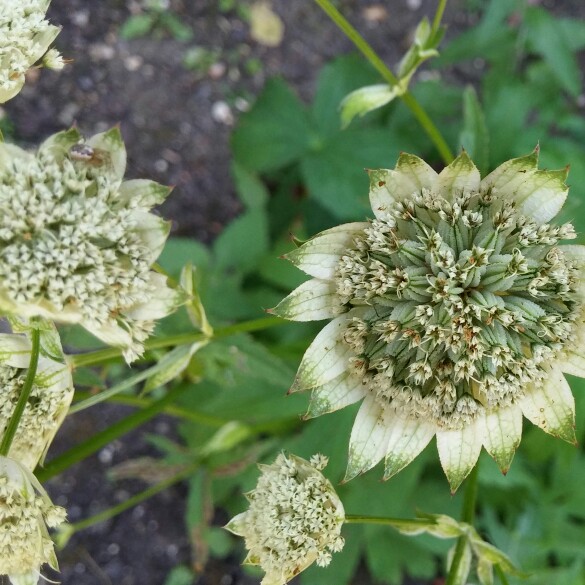 Plant image Astrantia major 'Madeleine van Bennekom'