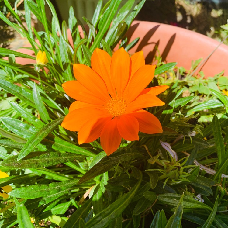Plant image Gazania rigens 'New Day' Red Shades