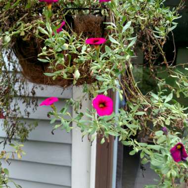 Million Bells 'Noa Dark Pink Carnival'