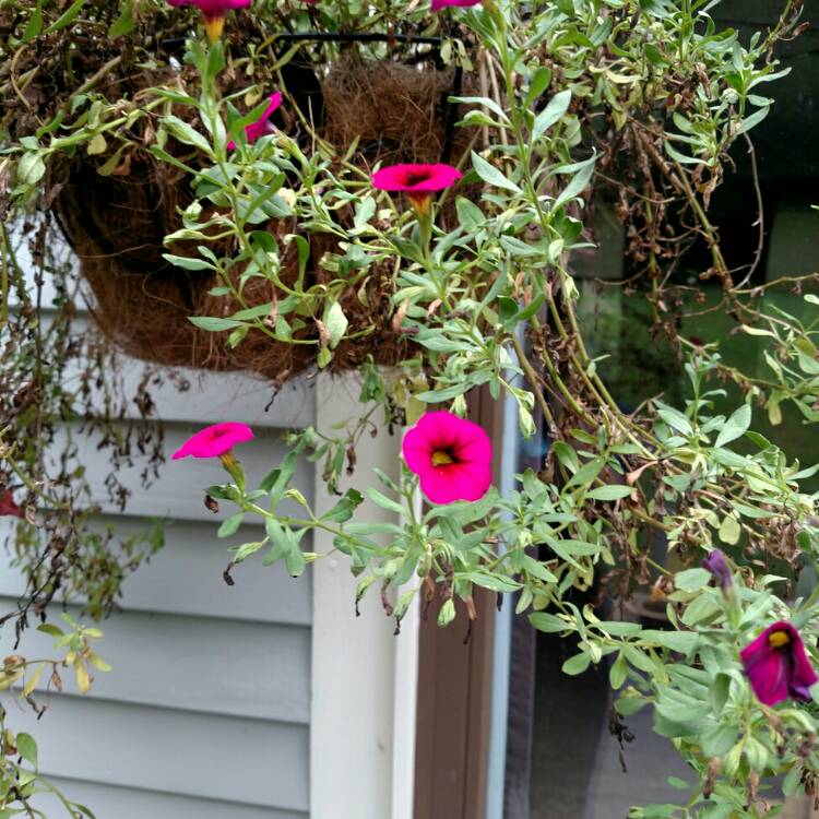 Plant image Calibrachoa 'Noa Dark Pink Carnival'