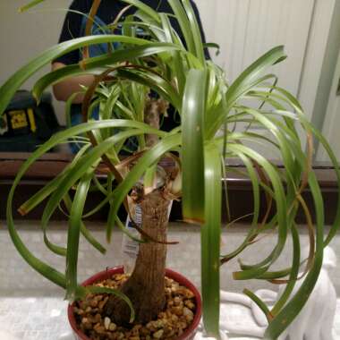 Elephant's Foot Palm