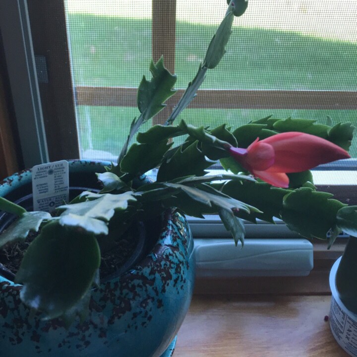 Plant image Schlumbergera truncata Rio Brazil